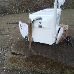 室津のキス釣り