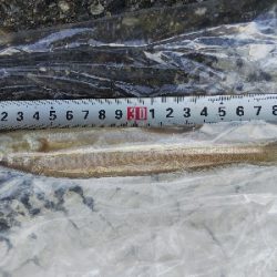 室津のキス釣り