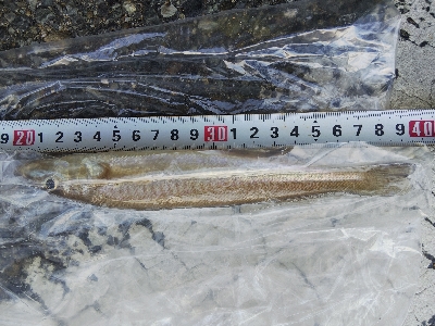 室津のキス釣り