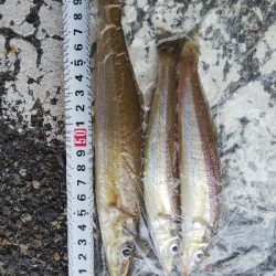 室津のキス釣り