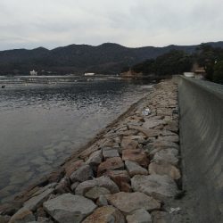 室津のキス釣り