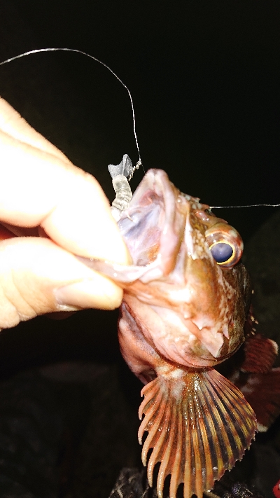 そろそろメバリング