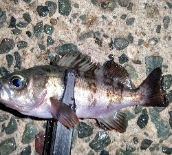 アジングと年末挨拶