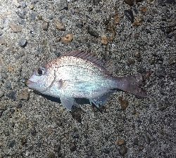 田辺～湯浅をランガン