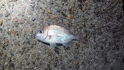 田辺～湯浅をランガン