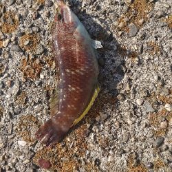 アジを探しに行きました