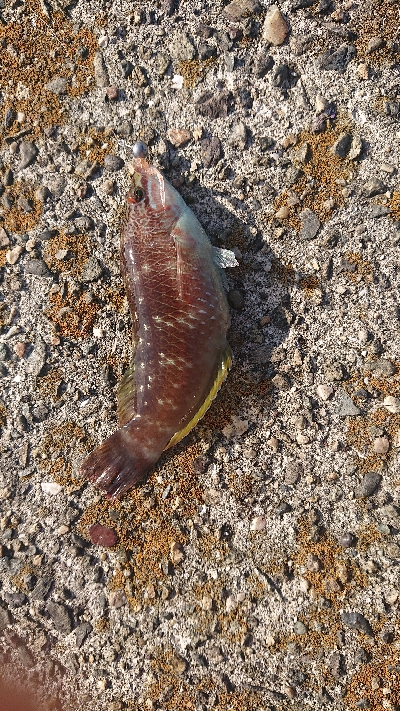 アジを探しに行きました