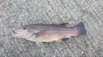 アジを探しにりんくうへ