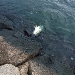 阪神湾奥で鰤族(電車釣行)