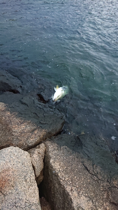 阪神湾奥で鰤族(電車釣行)