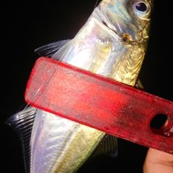 豆からアジゴなら……