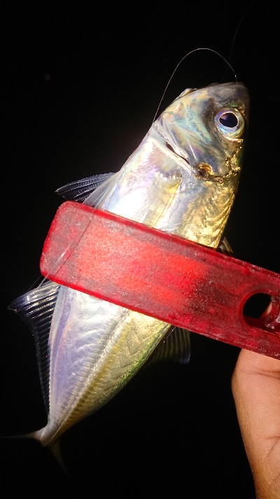 豆からアジゴなら……