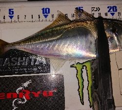 風裏さがしてアジ発見