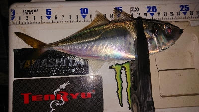 風裏さがしてアジ発見