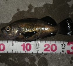 おかっぱりからのええサイズ~