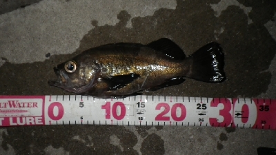 おかっぱりからのええサイズ～