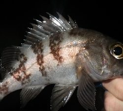 アジ?メバルは?