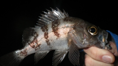 アジ？メバルは？