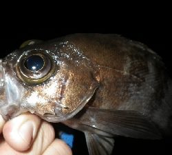 釣り納めIN淡路島