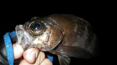 釣り納めIN淡路島