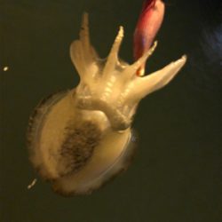 コウイカ釣れるまで帰れまテン