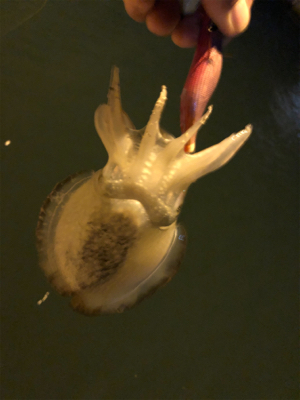 コウイカ釣れるまで帰れまテン