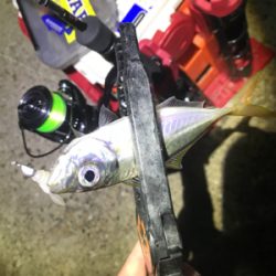 満月大潮アジング