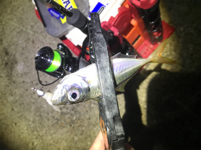 満月大潮アジング