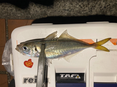 たぶん自己新記録!24.5cmのマッチョ鯵。