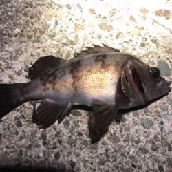 メバル時々アジ