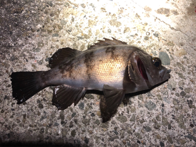 メバル時々アジ