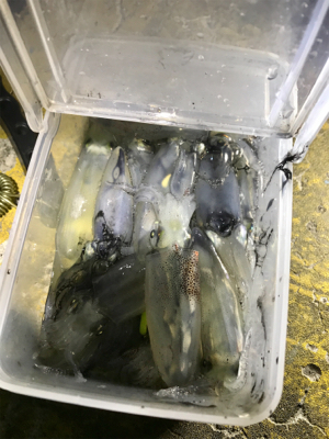 地合いは突然＼(^o^)／