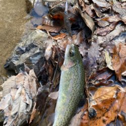 エリアトラウト