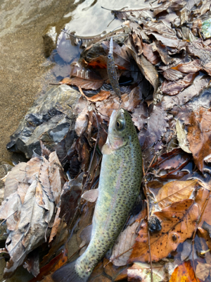 エリアトラウト