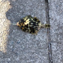 色々釣れました。