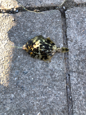 色々釣れました。