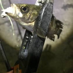 連夜のアジング