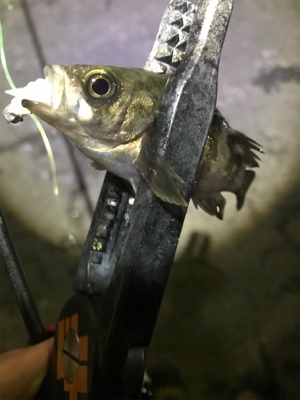 連夜のアジング