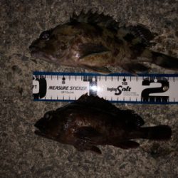 たくさんのお土産をお持ち帰りできました