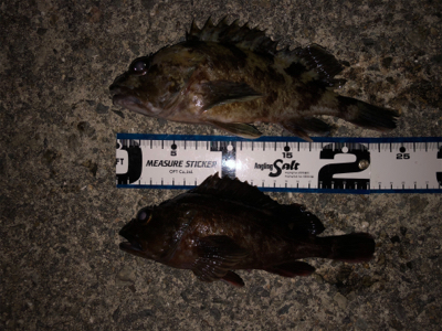 たくさんのお土産をお持ち帰りできました