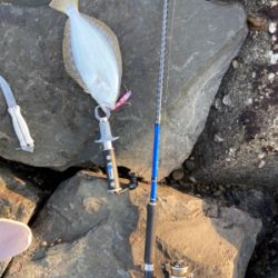 朝マズメのヒラメ釣果!!