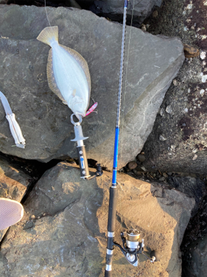 朝マズメのヒラメ釣果!!