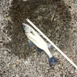 岸壁まで追ってきて手前で捕食