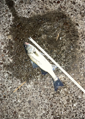 岸壁まで追ってきて手前で捕食