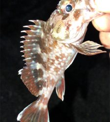 アジングナイト(もう終了？)