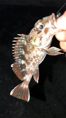 アジングナイト(もう終了？)