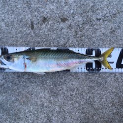 ギリ鰆61センチ。鯖36センチ。。。