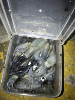 プチ1091モード ヒイカ釣り＼(^o^)／