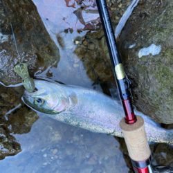 水無瀬　トラウト