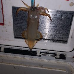 アジング練習 232